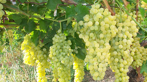 ‘ранци¤ будет содействовать развитию виноградарства в ”збекистане