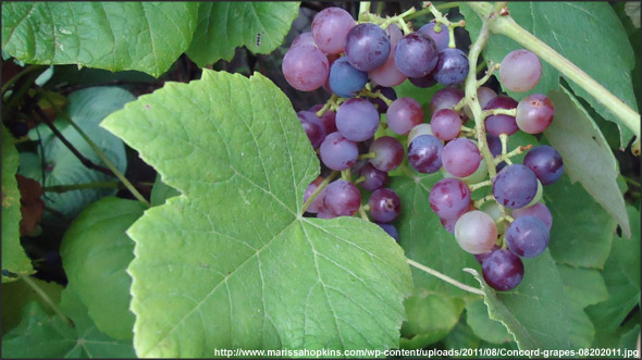 ¬ладимирские виноградные плантации