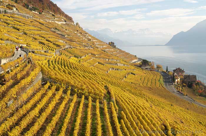 “еррасовые виноградники Ћаво в Ўвейцарии раст¤нулись вдоль побережь¤ ∆еневского озера. ‘ото: Ricardo Hurtubia