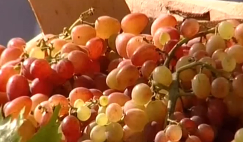 Отменными винами и спелым виноградом угостили гостей «Таманской лозы»