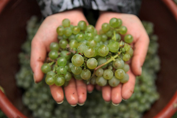 Алтайские биологи приступили к клонированию винограда. Фото: Fredrik von Erichsen/dpa