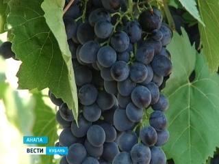 Более 23 га новых виноградников заложат анапские аграрии