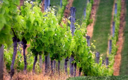 Дагестан разобьет 1600 гектаров новых виноградников