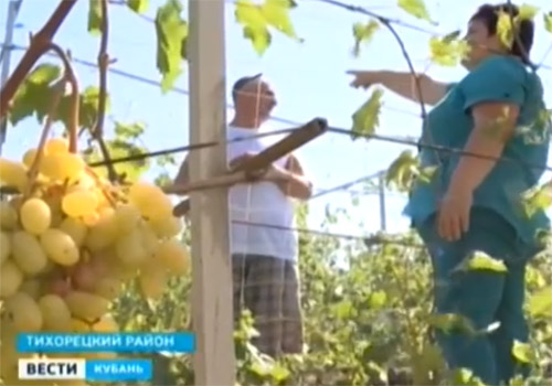 На Кубани начался сбор ранних сортов винограда