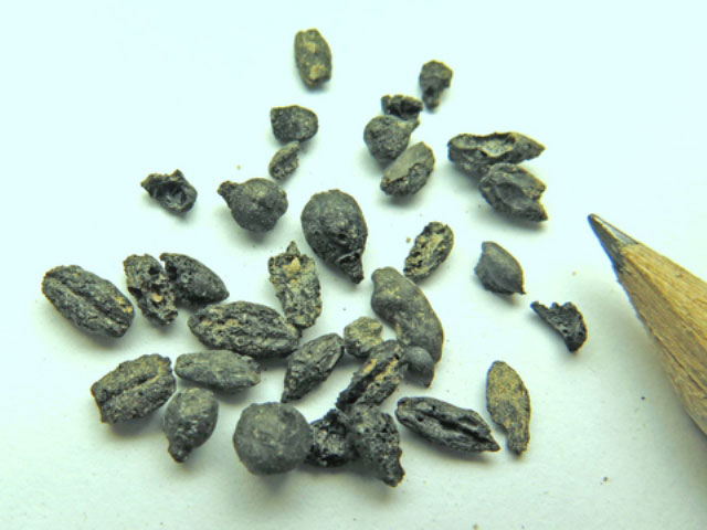 јрхеологи обнаружили семена, которые помогут раскрыть тайну древнего вина