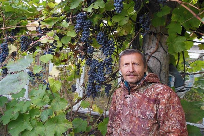 Волгоградская область успешно могла бы стать родиной эксклюзивного винограда. Фото vpravda.ru