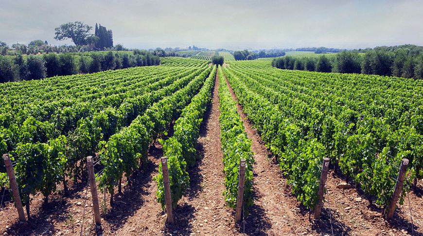 Во Франции создадут «Виноградный Лувр». Фото: bourgogne-selection.com