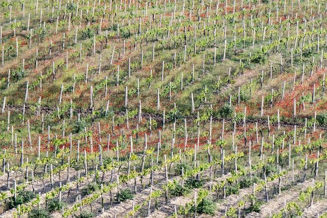  рымские виноделы возрождают уникальные сорта винограда