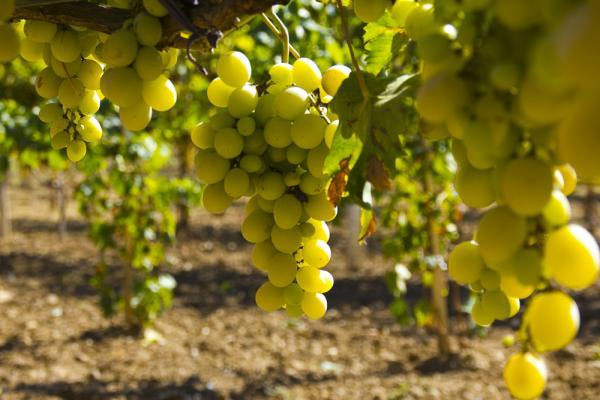На Кубани появились высококачественные клоны винограда