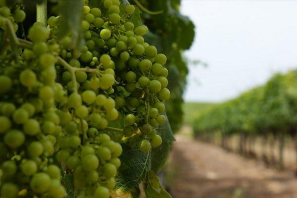 Выращивание технического и столового винограда