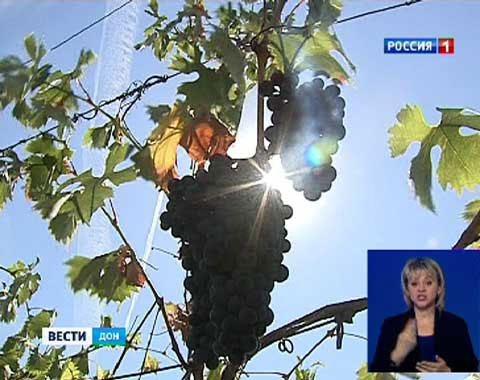 ‘ермером-виноделом теперь можно стать за 65 тыс¤ч рублей