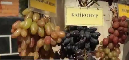 О виноградном промысле рассказали на фестивале «Донская лоза»