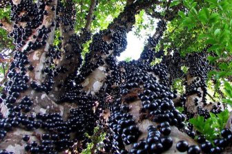 Джаботикаба, или бразильское виноградное дерево