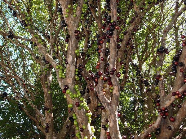 Невероятное виноградное дерево джаботикаба