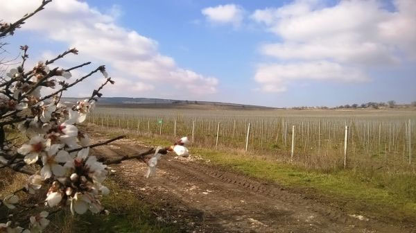 В Севастополе старым виноградникам дадут второй шанс