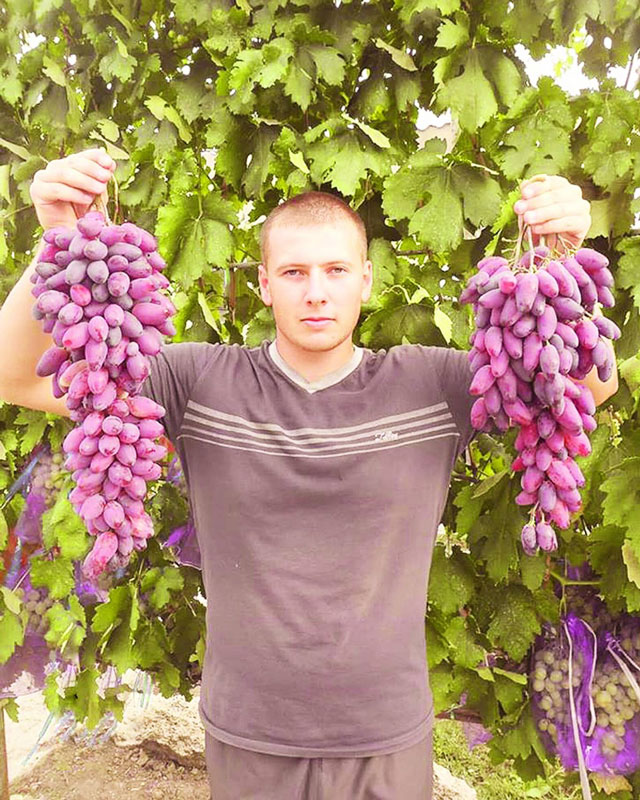 √роздь винограда јс¤ вырастает длиной в полметра