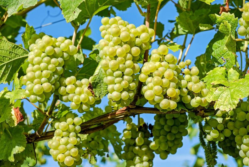  рымские виноградники разрастаютс¤ и процветают