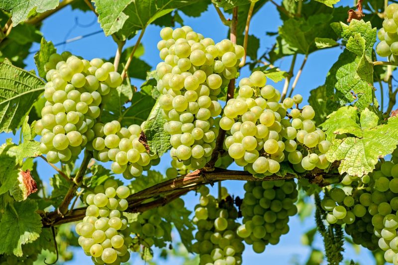Виноград с определенным химсоставом планирует выращивать для себя винзавод «Новый свет»